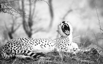 Картинка животные гепарды черно-белое