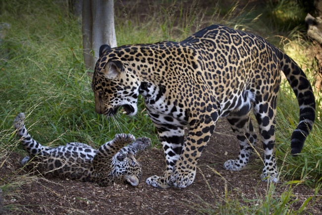 Обои картинки фото животные, Ягуары, мама, малыш, игра