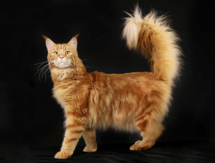 Картинка животные коты мейн-кун рыжий пушистый