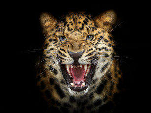 Картинка животные леопарды фон рык
