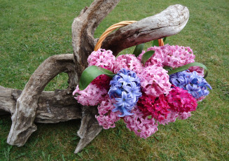Картинка цветы гиацинты коряга