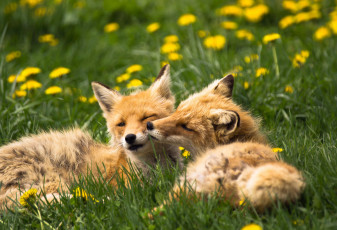 Картинка животные лисы лето одуванчики природа трава