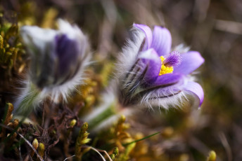 Картинка цветы анемоны +адонисы макро сиреневые природа весна сон-трава размытость