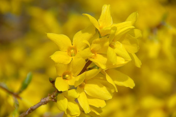 Картинка цветы ракитник+ метельник желтый форзиция