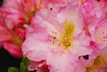 обоя цветы, рододендроны , азалии, розовый