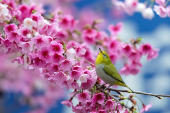 обоя животные, белоглазки, сакура, вишня, цветы, птица, Японский, белый, глаз, весна, цветение