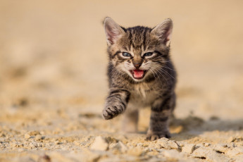 Картинка животные коты природа песок земля кот серый котенок