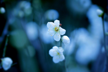 Картинка цветы цветущие+деревья+ +кустарники цветение боке весна слива белые ветка