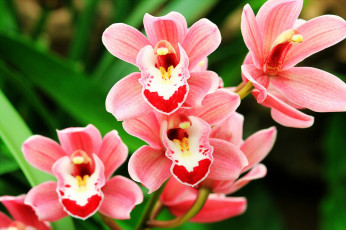 Картинка цветы орхидеи экзотика
