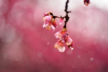 Картинка цветы сакура +вишня фокус макро дождь капли размытость вишня ветка розовые