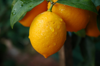 Картинка природа плоды лимон листья ветки капельки плод