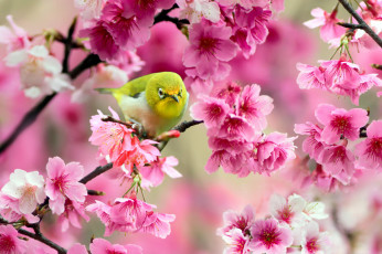 Картинка животные белоглазки цветы розовые ветки вишня дерево сакура желтая птица Японский белый глаз