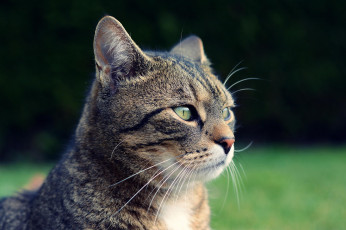 Картинка животные коты природа взгляд морда серый кот