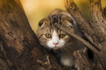 Картинка животные коты шотландская вислоухая мордочка дерево взгляд котенок кошка