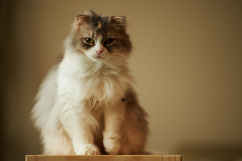 Картинка животные коты взгляд пушистая кошка фон