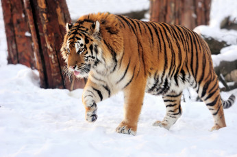 Картинка животные тигры тигр снег