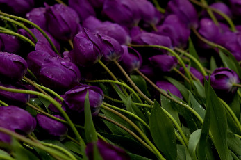 Картинка цветы тюльпаны стебли бутоны фиолетовые вода капли