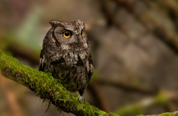 Картинка животные совы птица сова ветка мох природа owl