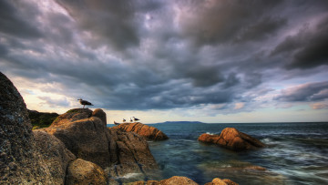 Картинка животные Чайки +бакланы +крачки камни вода бухта море небо облака птицы чайки