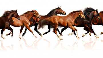 Картинка животные лошади бег табун отражение аллюр