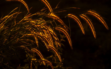Картинка природа макро освещение колоски трава растение