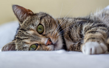Картинка животные коты котенок кот кошка взгляд отдых полосатый