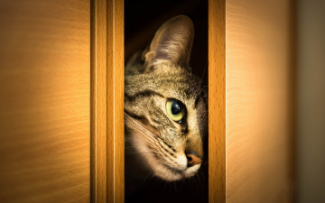 Картинка животные коты взгляд шкаф выглядывает дверцы морда кошка кот