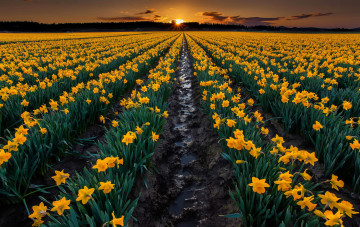 Картинка цветы нарциссы закат вечер желтые природа земля грядки поле