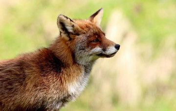 Картинка животные лисы фон лиса рыжая профиль
