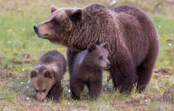 Картинка животные медведи семья