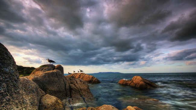 Обои картинки фото животные, Чайки,  бакланы,  крачки, камни, вода, бухта, море, небо, облака, птицы, чайки