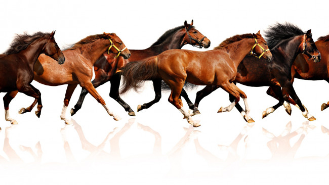 Обои картинки фото животные, лошади, бег, табун, отражение, аллюр