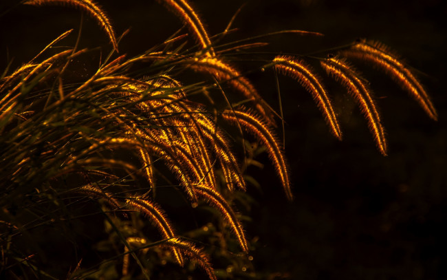 Обои картинки фото природа, макро, освещение, колоски, трава, растение