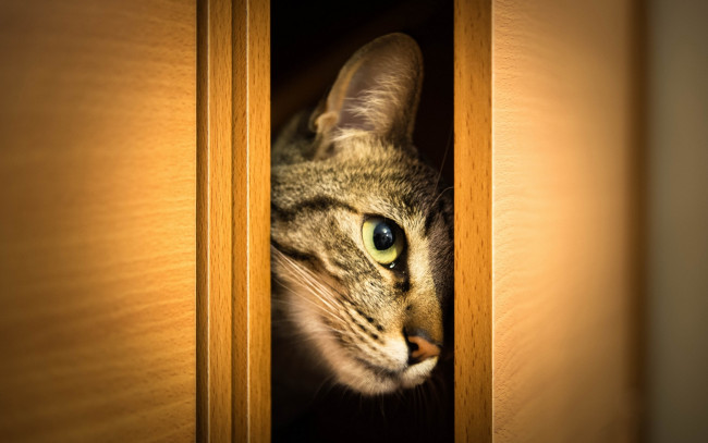 Обои картинки фото животные, коты, взгляд, шкаф, выглядывает, дверцы, морда, кошка, кот