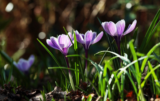 Обои картинки фото цветы, крокусы, листья, трава, природа, весна, первоцветы, фиолетовые