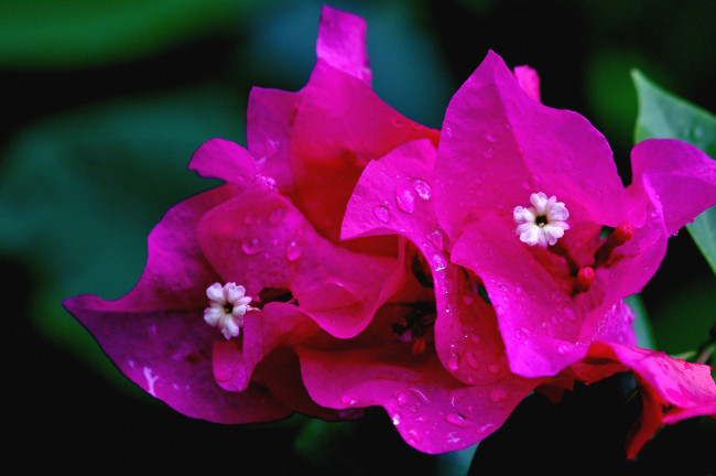 Обои картинки фото цветы, бугенвиллея, малиновый