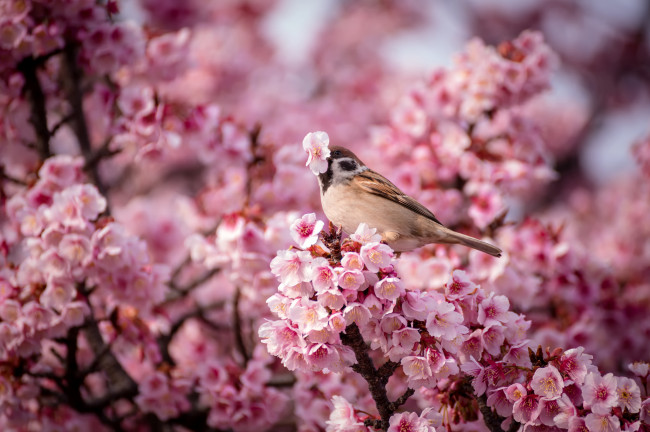Обои картинки фото животные, воробьи, природа, весна, птица, воробей, розовые, цветы, вишня