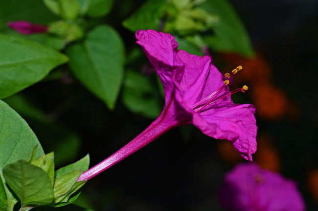 Обои картинки фото цветы, мирабилис , ночная красавица, малиновый