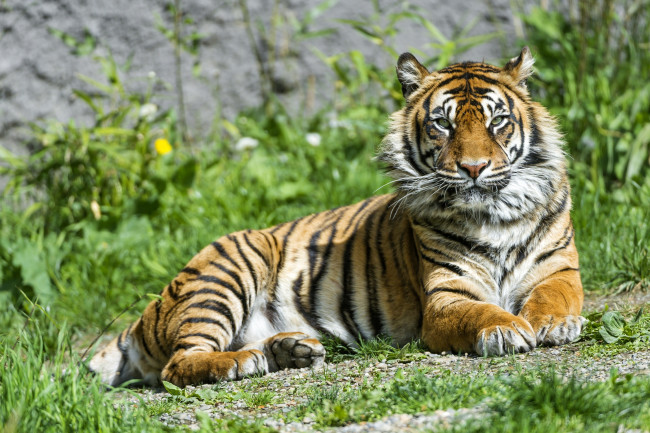 Обои картинки фото животные, тигры, хищник