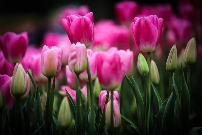 Обои картинки фото цветы, тюльпаны, бутоны, клумба, розовые