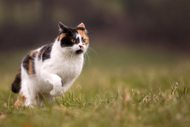 Обои картинки фото животные, коты, кошка, лето, трава, природа, бежит, трехцветная, размытие