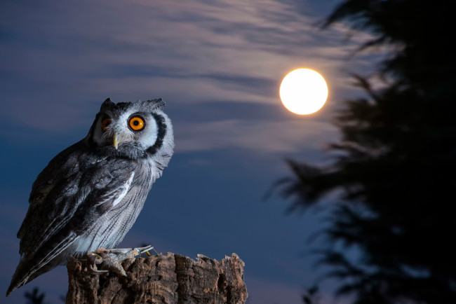 Обои картинки фото животные, совы, птица, луна, ночь