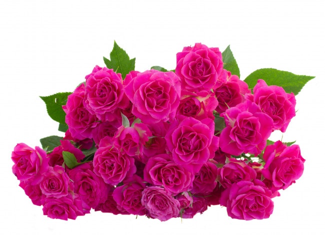 Обои картинки фото цветы, розы, leaves, pink, roses, flowers, листики, розовые
