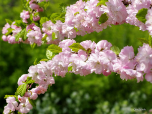 Картинка цветы сакура +вишня фото природа красота весна цветение