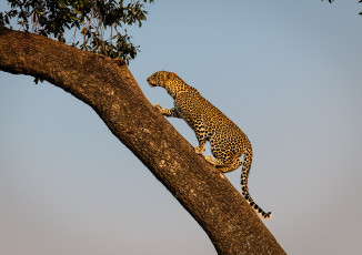Картинка животные леопарды анфас дерево
