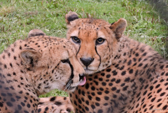 Картинка животные гепарды фото любовь пара дикие