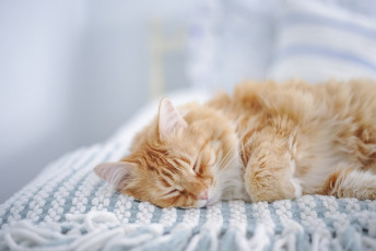 Картинка животные коты сон ткань рыжий цвет