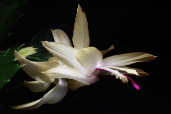 Картинка цветы кактусы декабристы зигокактусы зима комнатные красота