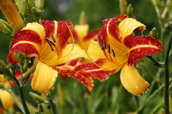 Картинка цветы лилии +лилейники август сад лилейники лето капли дождя дача дождь