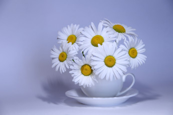 Картинка цветы ромашки фон посуда блюдце чашка букет